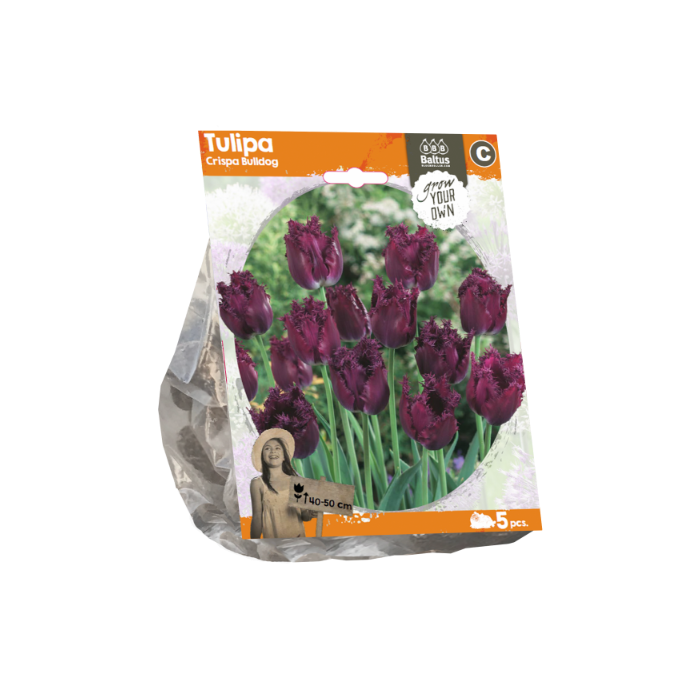 Tulipa Crispa Bulldog (Sp) per 5 - BA325010