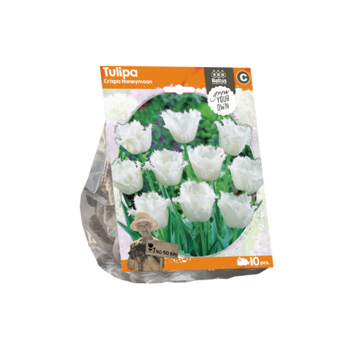 Tulipa Crispa Honeymoon (Sp) per 10 - BA325050