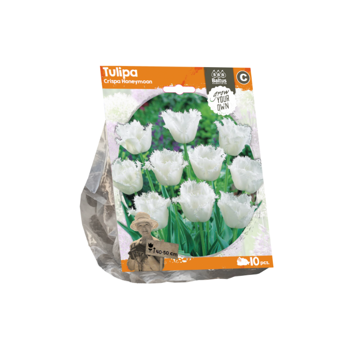 Tulipa Crispa Honeymoon (Sp) per 10 - BA325050