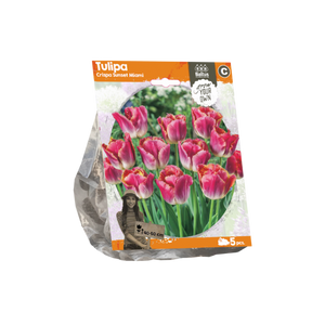 Tulipa Crispa Sunset Miami (Sp) per 5 - BA325090