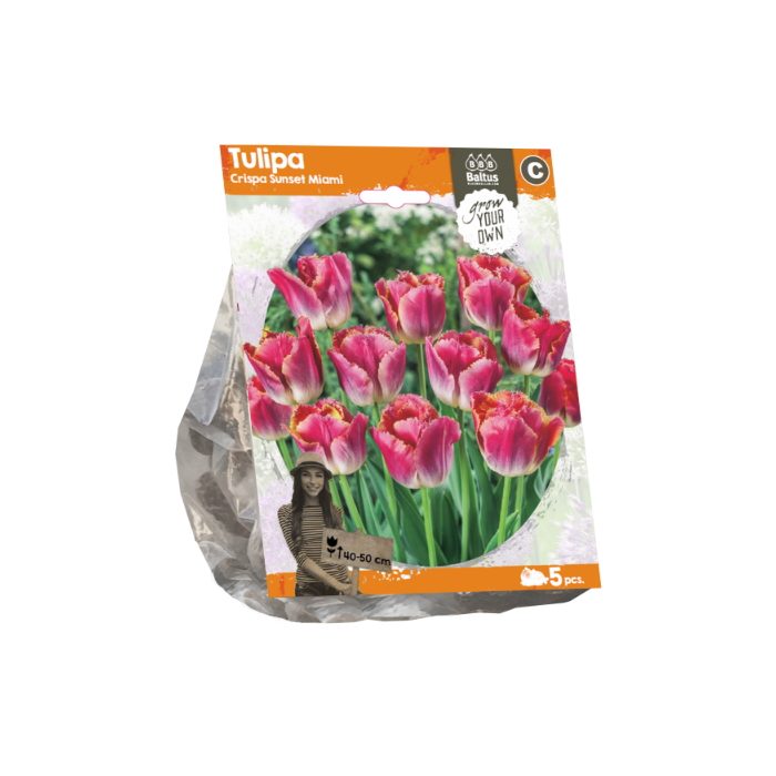 Tulipa Crispa Sunset Miami (Sp) per 5 - BA325090