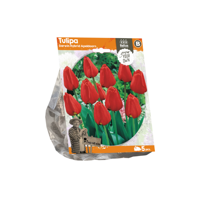 Tulipa Darwin Hybrid Apeldoorn (Sp) per 5 - BA325100
