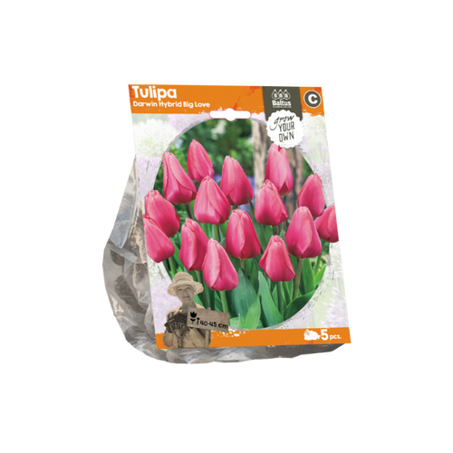 Tulipa Darwin Hybrid Big Love (Sp) per 5 - BA325110