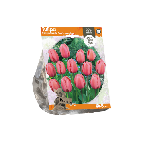 Tulipa Darwin Hybrid Pink Impression (Sp) per 5 - BA325130