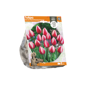 Tulipa Darwin Hybrid Russian Princess (Sp) per 5 - BA325140