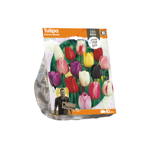 Tulipa Darwin Mixed (Sp) per 10 - BA325150