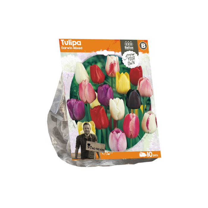 Tulipa Darwin Mixed (Sp) per 10 - BA325150
