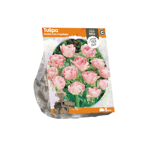 Tulipa Double Late Angelique (Sp) per 5 - BA325180