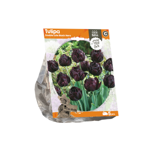 Tulipa Double Late Black Hero (Sp) per 5 - BA325190