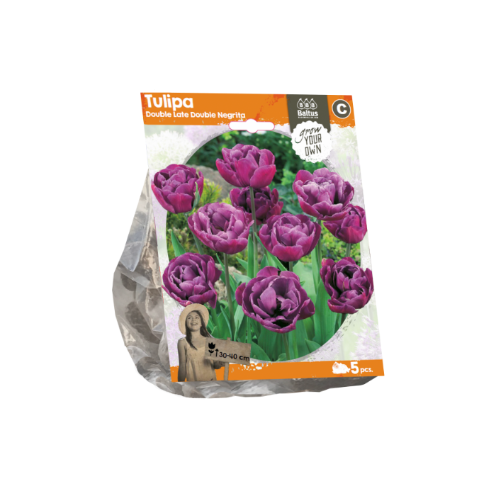Tulipa Double Late Double Negrita (Sp) per 5 - BA325200