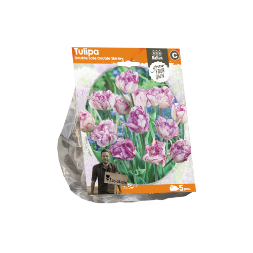 Tulipa Double Late Double Shirley (Sp) per 5 - BA325210