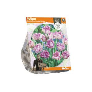 Tulipa Double Late Double Shirley (Sp) per 5 - BA325210