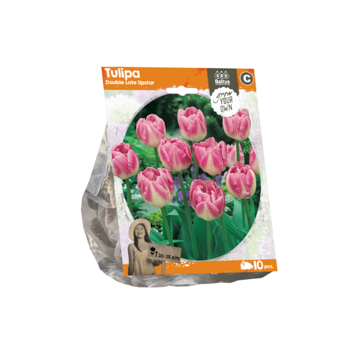 Tulipa Double Late Upstar (Sp) per 10 - BA325260