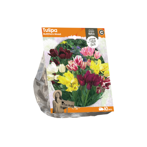 Tulipa Multiflora Mixed (Sp) per 10 - BA325330