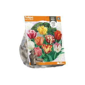Tulipa Parrot Mixed (Sp) per 10 - BA325360
