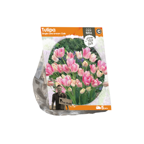 Tulipa Single Late Dream Club (Sp) per 5 - BA325410