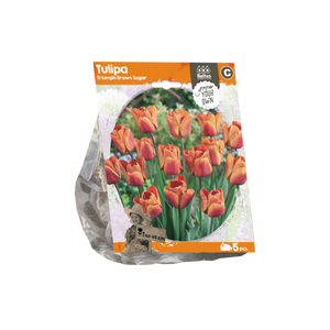 Tulipa Triumph Brown Sugar (Sp) per 5 - BA325450