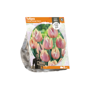 Tulipa Triumph Mango Charm (Sp) per 5 - BA325470