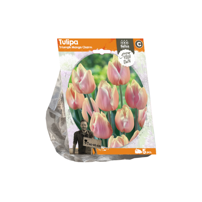 Tulipa Triumph Mango Charm (Sp) per 5 - BA325470