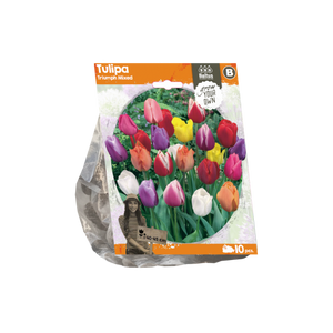 Tulipa Triumph Mixed (Sp) per 10 - BA325480