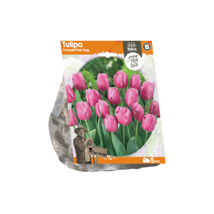 Tulipa Triumph Pink Flag (Sp) per 5 - BA325490