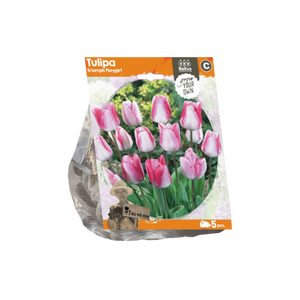 Tulipa Triumph Playgirl (Sp) per 5 - BA325500