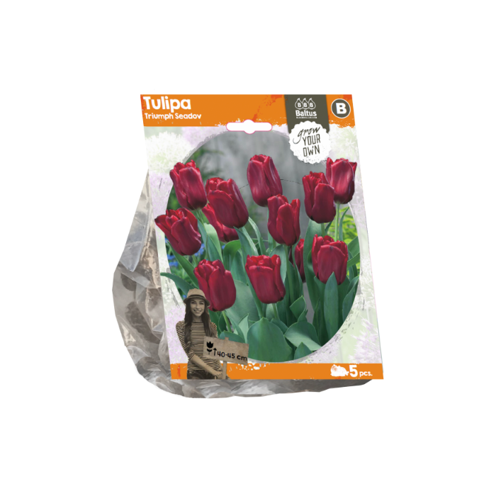Tulipa Triumph Seadov (Sp) per 5 - BA325540