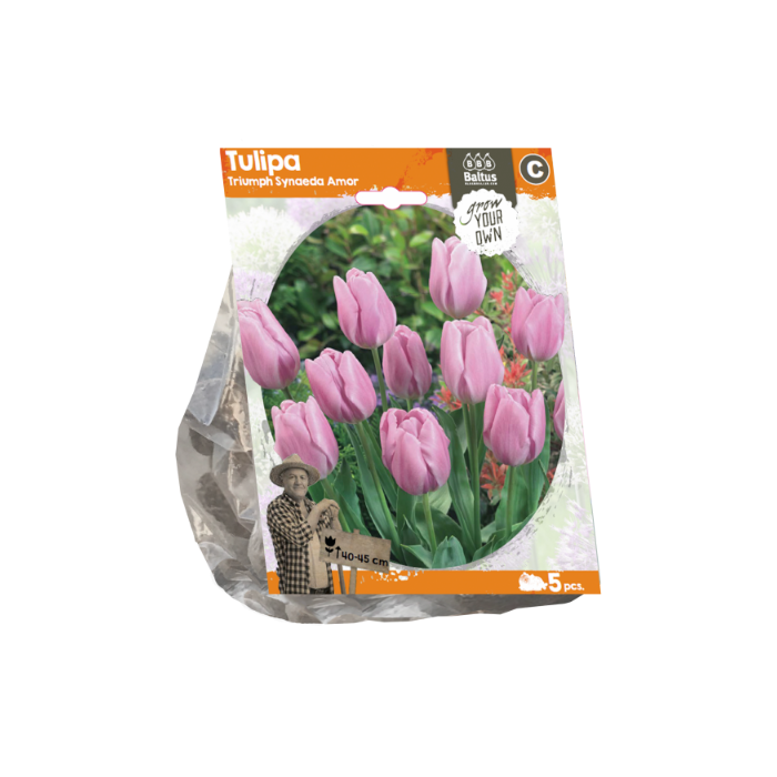 Tulipa Triumph Synaeda Amor (Sp) per 5 - BA325550