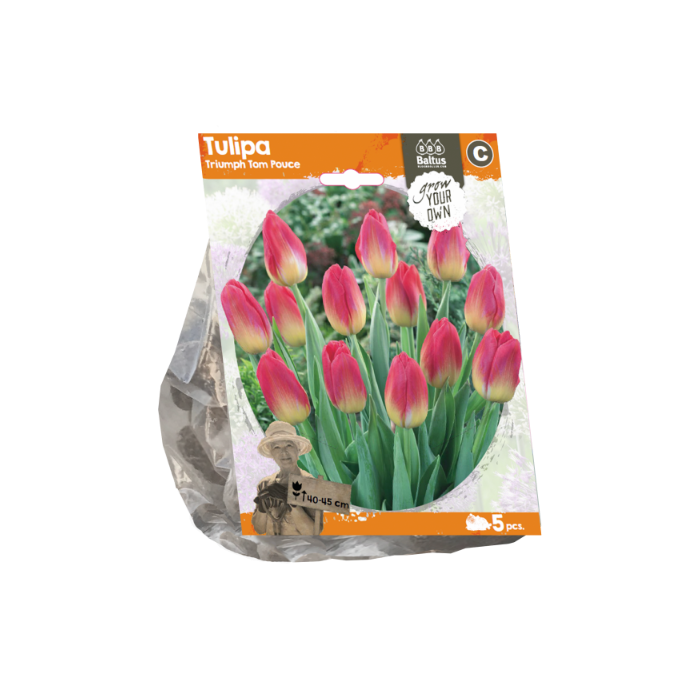 Tulipa Triumph Tom Pouce (Sp) per 5 - BA325560