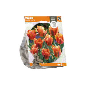 Tulipa Viridiflora Artist (Sp) per 5 - BA325570