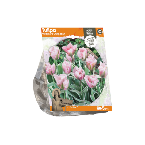 Tulipa Viridiflora China Town (Sp) per 5 - BA325580