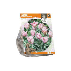 Tulipa Viridiflora China Town (Sp) per 5 - BA325580