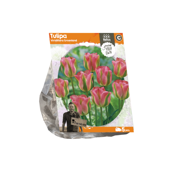 Tulipa Viridiflora Groenland (Sp) per 5 - BA325590