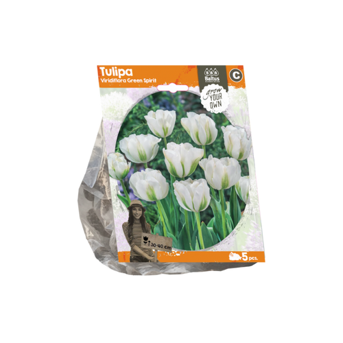 Tulipa Viridiflora Green Spirit (Sp) per 5 - BA325600