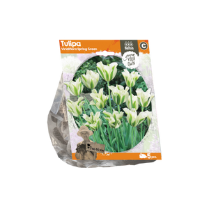Tulipa Viridiflora Spring Green (Sp) per 5 - BA325620