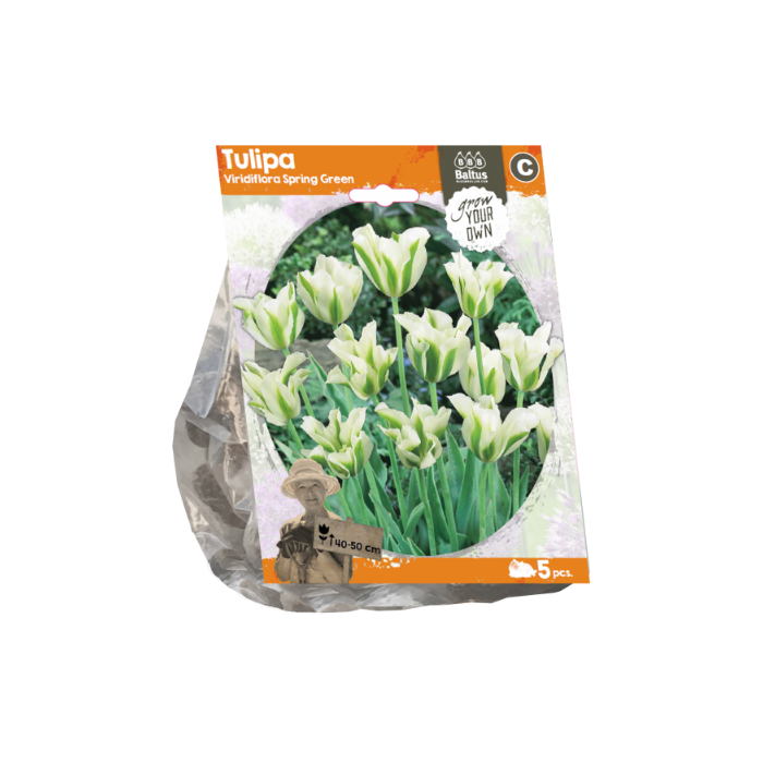 Tulipa Viridiflora Spring Green (Sp) per 5 - BA325620