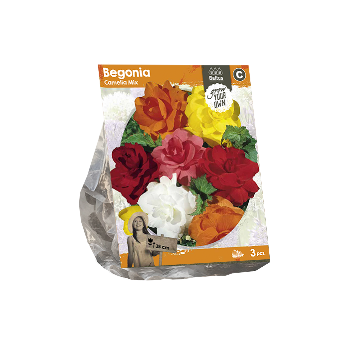 Begonia Camelia Mix (SP) per 3 - BP222040