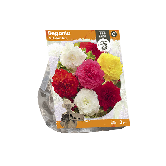 Begonia Fimbriata Mix (SP) per 3 - BP222060