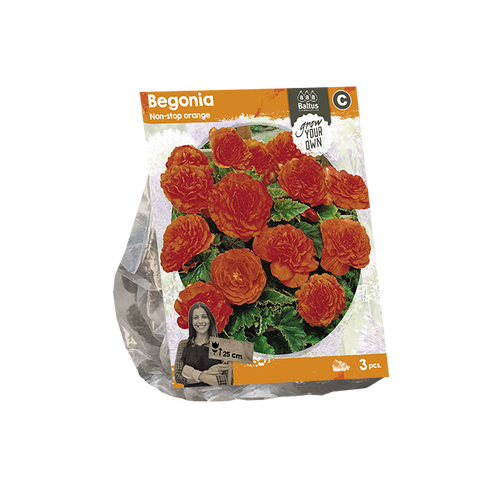 Begonia Non-stop orange (SP) per 3 - BP222070