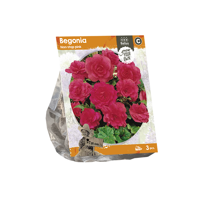 Begonia Non-stop pink (SP) per 3 - BP222080