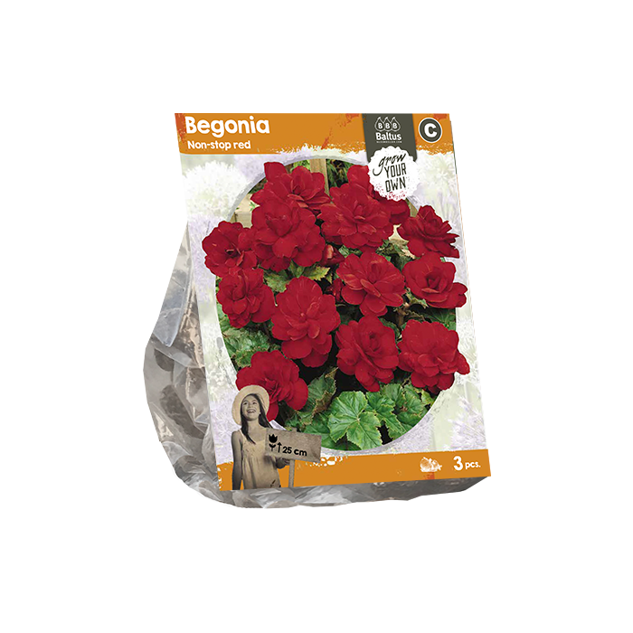 Begonia Non-stop red (SP) per 3 - BP222090