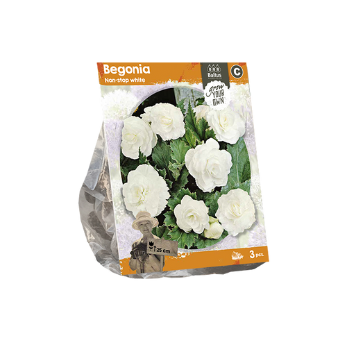 Begonia Non-stop white (SP) per 3 - BP222100
