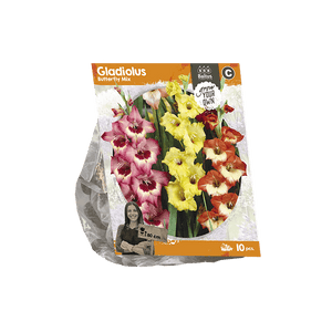 Gladiolus Butterfly Mix (SP) per 10 - BP222260