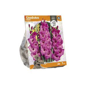 Gladiolus Fidelio (SP) per 7 - BP222160