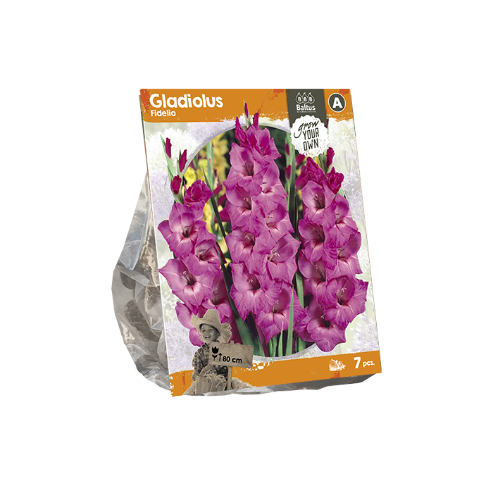 Gladiolus Fidelio (SP) per 7 - BP222160