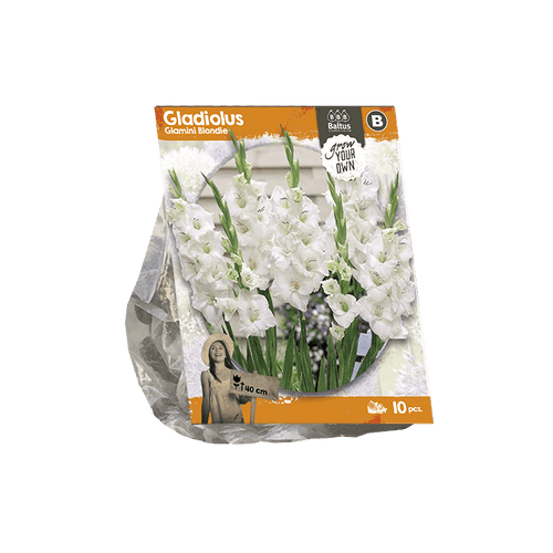Gladiolus Glamini Blondie (SP) per 10 - BP222270