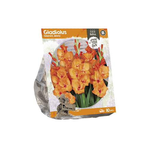 Gladiolus Glamini Jenny (SP) per 10 - BP222280
