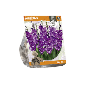 Gladiolus Glamini Kim (SP) per 10 - BP222290