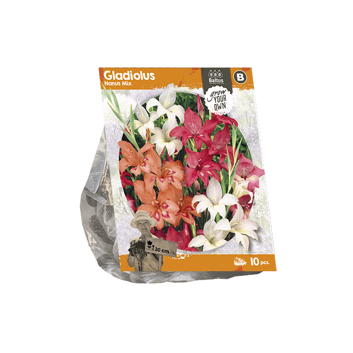 Gladiolus Nanus Mix (SP) per 10 - BP222330