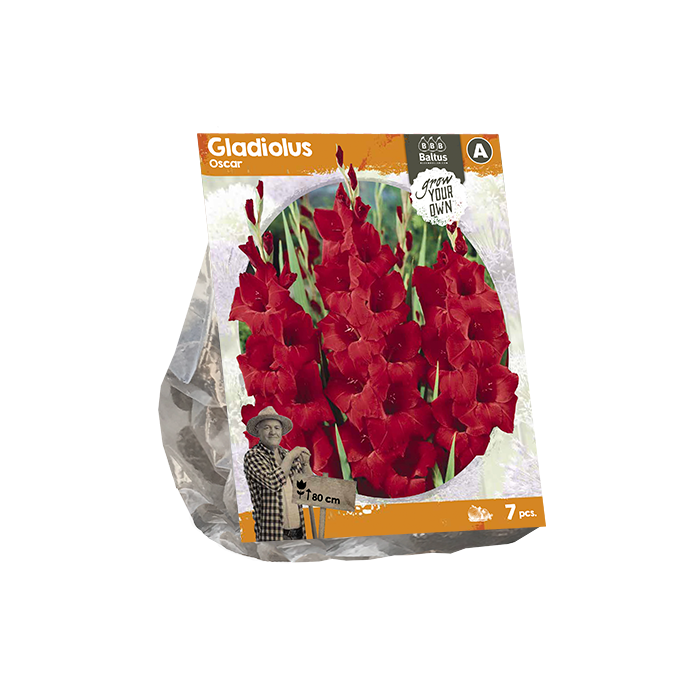 Gladiolus Oscar (SP) per 7 - BP222200